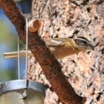 Female Black-headed Grosbeak (Pheucticus melanocephalus)