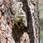 Female Evening Grosbeak (Coccothraustes vespertinus)