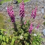 Purple Foxglove (Digitalis purpurea)