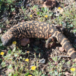 Gila Monster (Heloderma suspectum)