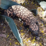 Gila Monster (Heloderma suspectum)