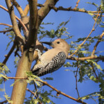Male Gila Woodpecker (Melanerpes uropygialis) in a mesquite tree