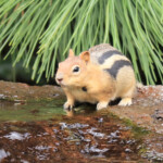 Golden-mantled Ground Squirrel (Callospermophilus lateralis)