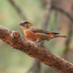 Male Red Crossbill (Loxia curvirostra)