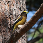 Male Evening Grosbeak (Coccothraustes vespertinus)
