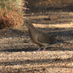 Mourning Dove (Zenaida macroura)