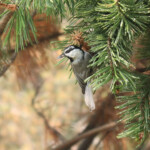 Mountain Chickadee (Poecile gambeli)