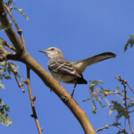 Northern Mockingbird (Mimus polyglottos)
