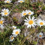 Oxeye Daisy (Leucanthemum vulgare)