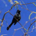 Phainopepla (Phainopepla nitens) in a mesquite tree