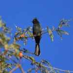 Phainopepla (Phainopepla nitens) in a mesquite tree