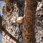 Pygmy Nuthatch (Sitta pygmaea)