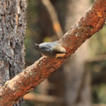 Pygmy Nuthatch (Sitta pygmaea)