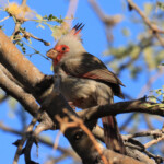 Pyrrhuloxia (Cardinalis sinuatus) in a mesquite tree