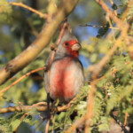 Pyrrhuloxia (Cardinalis sinuatus) in a mesquite tree