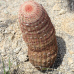 Rainbow Hedgehog Cactus (Echinocereus rigidissimus ssp. rigidissimus)
