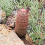 Rainbow Hedgehog Cactus (Echinocereus rigidissimus ssp. rigidissimus)