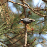 Red-breasted Nuthatch (Sitta canadensis)