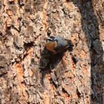 Red-breasted Nuthatch (Sitta canadensis)
