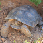Morafka’s Desert Tortoise (Gopherus morafkai)
