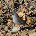 Arizona Yellow-eyed Junco (Junco phaeonotus ssp. palliatus)