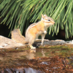 Yellow-pine Chipmunk (Neotamias amoenus)