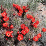 Arizona Hedgehog Cactus (Echinocereus arizonicus ssp. nigrihorridispinus)