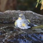 Audubon's Warbler (Setophaga coronata ssp. auduboni)