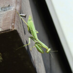 Arizona Mantis (Stagmomantis limbata)