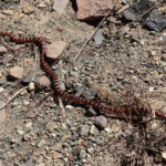 Arizona Mountain Kingsnake (Lampropeltis pyromelana)