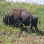 American Bison (Bison bison)