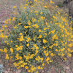 Brittlebush (Encelia farinosa)