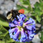 Yellow-faced Bumble Bee (Bombus vosnesenskii)