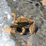 Cascades Frog (Rana cascadae)
