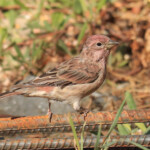 Male Cassin's Finch (Haemorhous cassinii)
