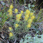 Yellow Paintbrush (Castilleja flava var. rustica)