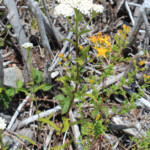 Common Yarrow (Achillea millefolium)