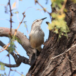 Cactus Wren (Campylorhynchus brunneicapillus)