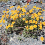 Common Woolly Sunflower (Eriophyllum lanatum)