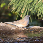 Female Dark-eyed Junco (Junco hyemalis)