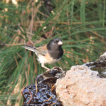 Male Dark-eyed Junco (Junco hyemalis)