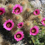 Engelmann's Hedgehog Cactus (Echinocereus engelmannii ssp. engelmannii)