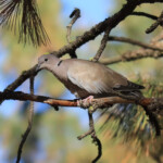 Eurasian Collared-Dove (Streptopelia decaocto)