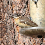 Female Black-headed Grosbeak (Pheucticus melanocephalus)