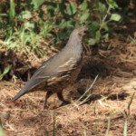 Female California Quail (Callipepla californica)