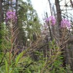 Fireweed (Chamaenerion angustifolium)