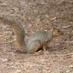 Fox Squirrel (Sciurus niger)