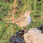 Gambel's White-crowned Sparrow (Zonotrichia leucophrys ssp. gambelii)