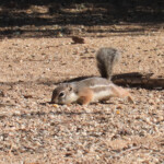 Harris' Antelope Squirrel (Ammospermophilus harrisii)