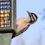 Female Ladder-backed Woodpecker (Dryobates scalaris)